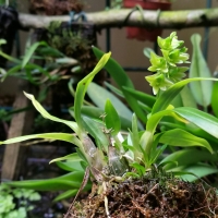 Dendrobium sinominutiflorum
